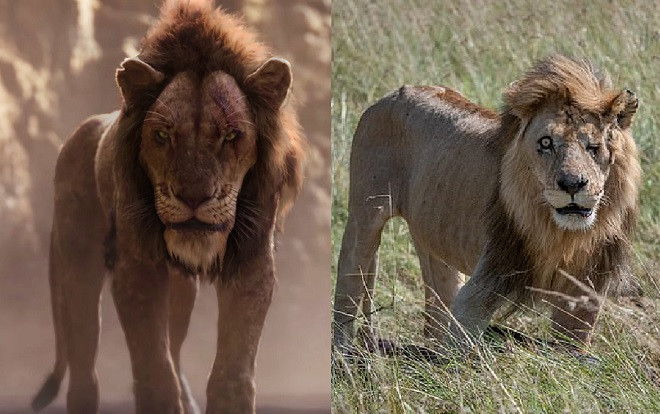 'Đứng hình' trước 'Scar' (Vua Sư tử) ngoài đời thực Ảnh 2