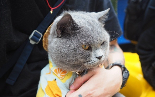 Dẫn mèo mập ra phố tập thể dục, Sen không ngờ Boss lại được yêu mến đến mức quên mất việc giảm cân Ảnh 2