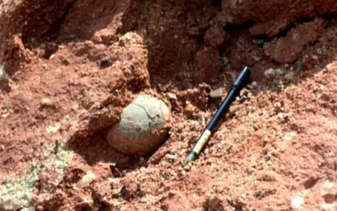 Phát hiện ổ trứng khủng long hóa thạch cực khủng Ảnh 2