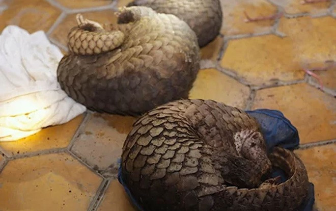 Làm 'hầm tự chế' trên xe khách vận chuyển hơn 140kg tê tê Ảnh 2