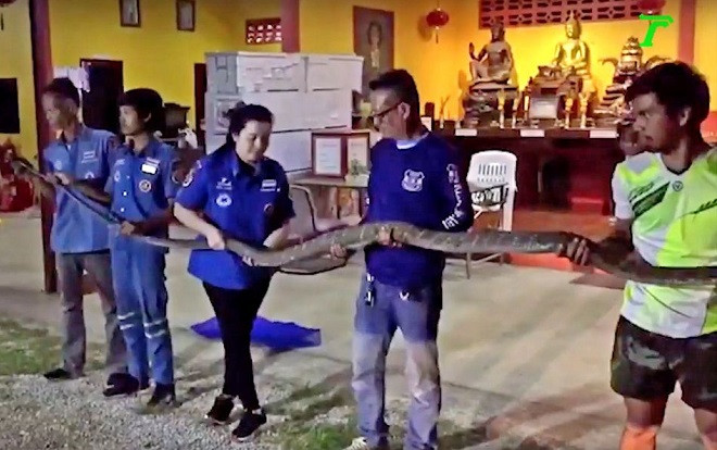 Tóm hổ mang chúa cực khủng, phải cần 6 người khiêng Ảnh 2