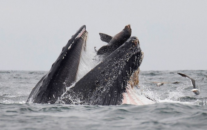 Cảnh tượng 'nghìn năm có một': Sư tử biển rơi vào miệng cá voi Ảnh 2