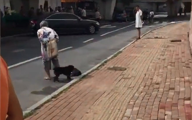 Bạn đời bị xe đâm chết trên đường, chú chó nhất quyết đứng canh, không chịu rời đi Ảnh 2