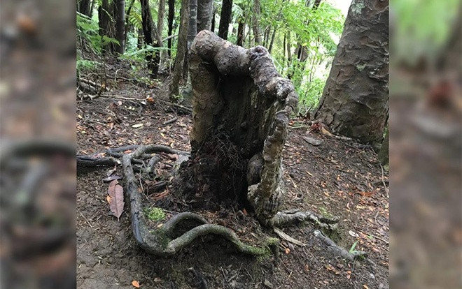 Kỳ lạ cây 'ma cà rồng' vẫn sống khỏe dù chỉ còn mỗi gốc Ảnh 2