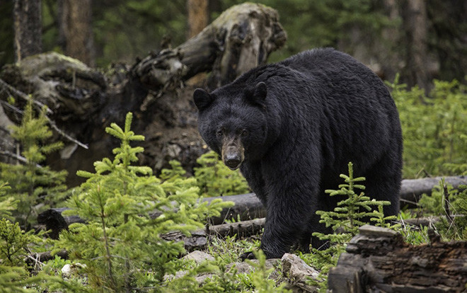 Cha bỏ rơi con trong rừng đầy gấu hoang để 'trừng phạt' Ảnh 2