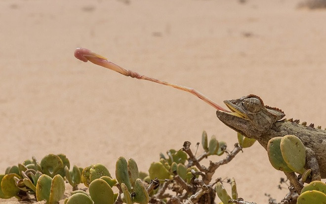 Trọn vẹn khoảnh khắc tắc kè hoa bắt mồi bằng lưỡi dài đáng kinh ngạc Ảnh 2