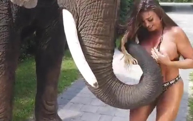 Voi cố xé toạc bikini của cô nàng người mẫu Ảnh 2