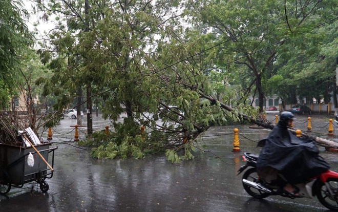 Mưa gió lớn sau bão số 3, nhiều cây xanh ở Hải Phòng bị quật đổ, đường ngập sâu Ảnh 2