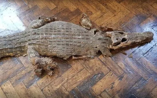 Đến sửa chữa trường học, nhóm thợ kinh hoàng phát hiện xác cá sấu chôn dưới sàn Ảnh 2