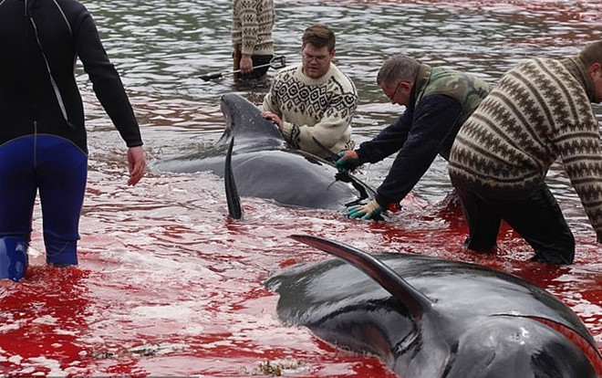 Thảm sát cá voi nhuộm đỏ cả vùng biển gây tranh cãi Ảnh 2