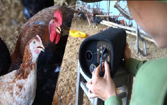 Cựu sinh viên Đại học Nha Trang mở trang trại nuôi gà, cho nghe nhạc giao hưởng Beethoven thu trăm triệu mỗi năm Ảnh 2