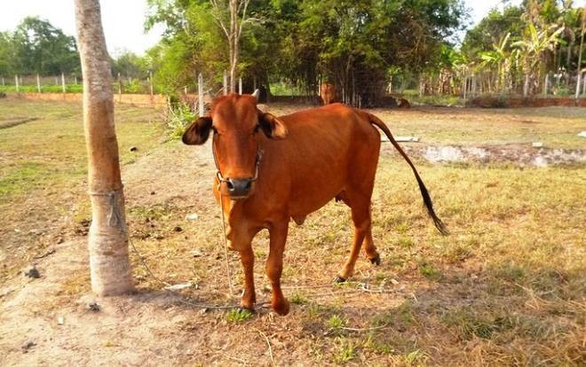 Thấy bò đi lạc vào vườn nhà mình, dì rủ cháu dắt đi bán lấy tiền tiêu xài Ảnh 2