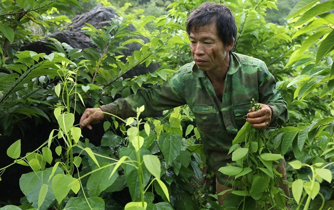 Người dân Lạng Sơn 'thuần hoá' rau rừng thành đặc sản Ảnh 2