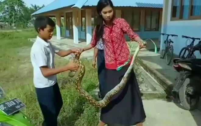 Cô giáo dùng tay không bắt gọn trăn 'khủng' dài 2 mét Ảnh 2