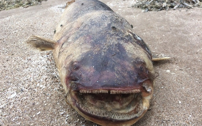 Thủy quái khổng lồ với hàm răng nhọn dạt vào bờ sông Volga Ảnh 2