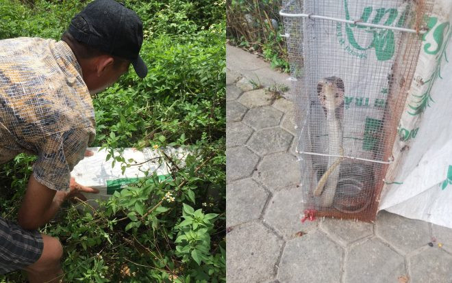 Kinh hãi cảnh bẫy rắn hổ mang dài hàng mét, từng tấn công người đi đường gần ngay sát chung cư ở Hà Nội Ảnh 2