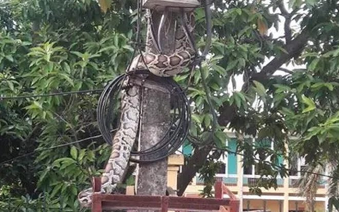 Tá hỏa phát hiện trăn 'khủng' vắt vẻo trên cột điện trước cổng UBND xã ở Phú Thọ Ảnh 2