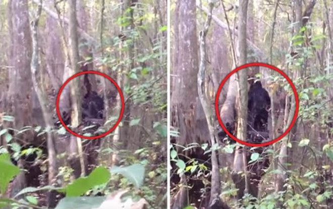 Xuất hiện video 'rõ nét nhất' về sinh vật nghi là Bigfoot Ảnh 2