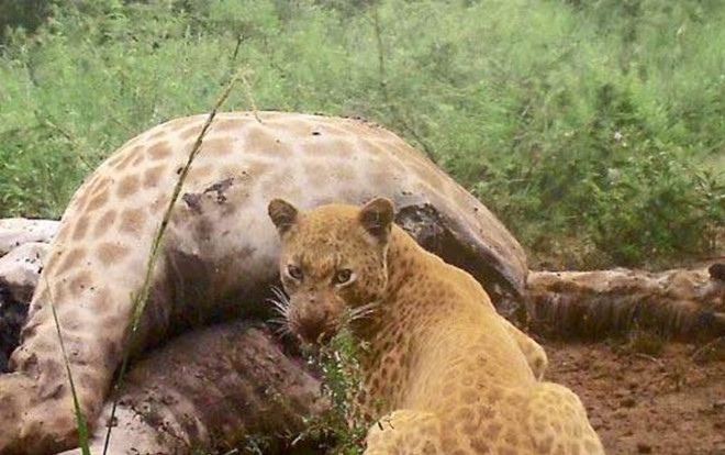 Phát hiện con báo hiếm nhất thế giới đang ăn ngấu nghiến xác hươu Ảnh 2