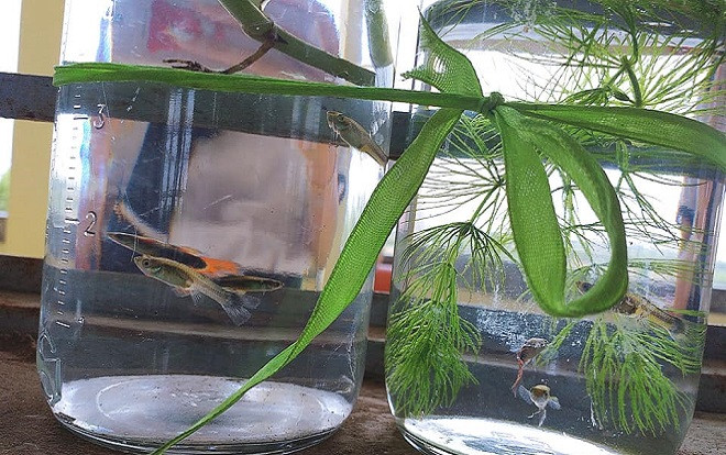 Siêu phẩm 'pet cưng' trang trí lớp học ngày khai giảng gây sốt CĐM: Lớp thế này ai cũng muốn đi học! Ảnh 2