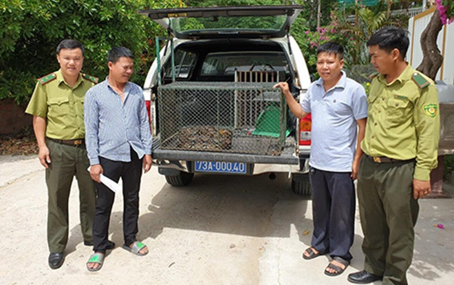 Bắt cá thể trăn gấm quý hiếm bò vào khu dân cư ăn gà ở Quảng Bình Ảnh 2