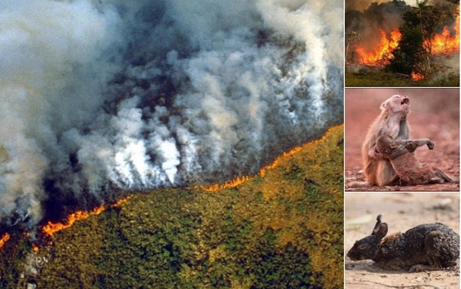 Sự thật đằng sau loạt ảnh cháy rừng Amazon được chia sẻ tràn lan trên MXH: Ảnh và những cái chết là thật nhưng không hề liên quan tới nhau Ảnh 2