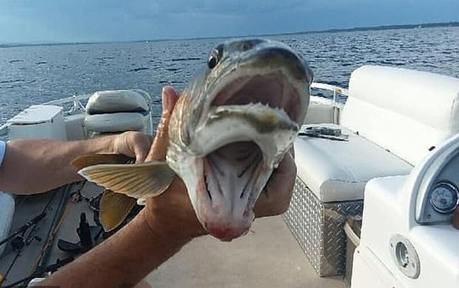 Kỳ lạ cá có hai miệng gây xôn xao mạng xã hội Ảnh 2