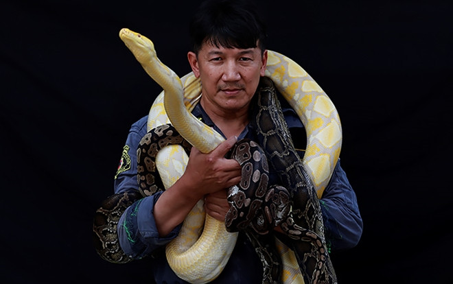 Lính cứu hỏa bắt 10.000 con rắn bằng tay không suốt 16 năm làm việc Ảnh 2