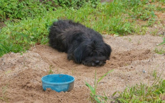 Nghĩ chủ cũ sẽ tìm lại mình, chú chó nhỏ đi bộ 21 km về lại nơi bị bỏ rơi Ảnh 2