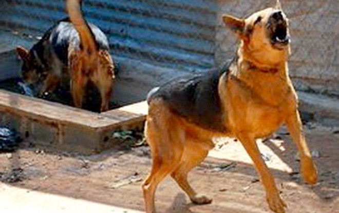 Bé trai 7 tuổi ở Phú Thọ bị chó nhà hàng xóm tấn công gây ra 30 vết thương Ảnh 2