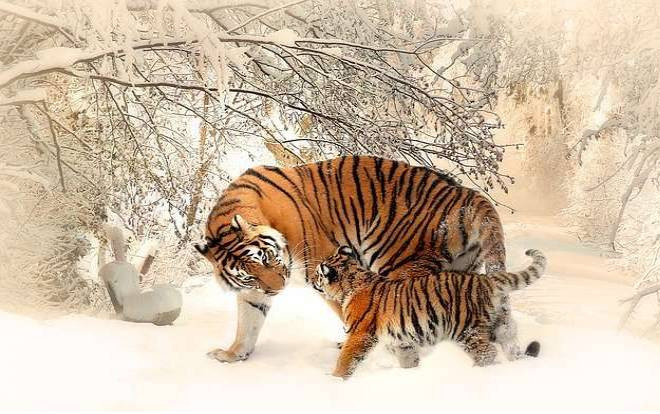 3 con giáp cần đề phòng sức khỏe trong tháng 8 âm lịch Ảnh 2