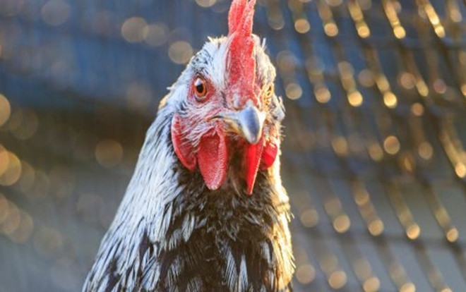 Bà lão bị gà mổ chết khi vào chuồng nhặt trứng Ảnh 2