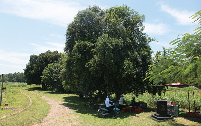 Ngắm rặng cây 1.000 năm tuổi tuyệt đẹp giữa làng quê Hà Nội Ảnh 2