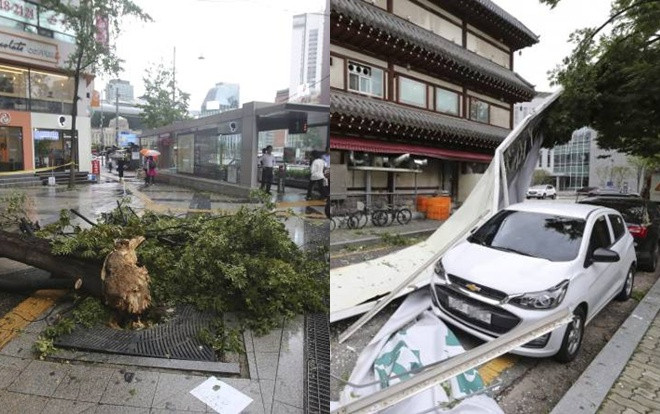 Cây đổ, biển hiệu bị hất tung khi bão Lingling quần thảo Hàn Quốc Ảnh 2