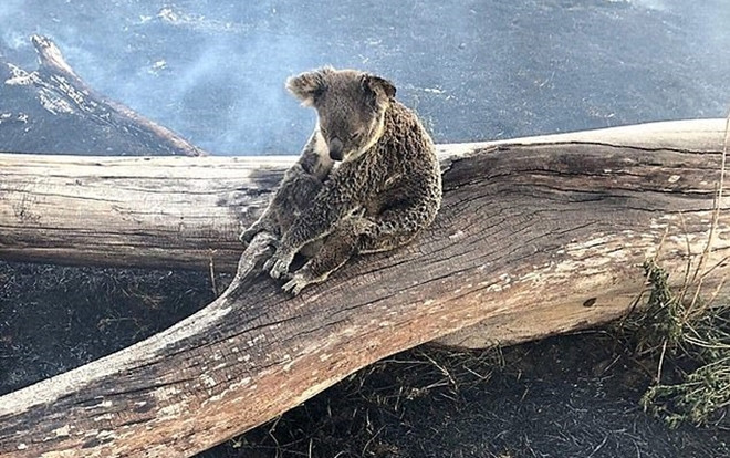 Gấu mẹ ôm chặt con mặc lửa thiêu đốt cả lưng trong vụ cháy rừng kinh hoàng Ảnh 2