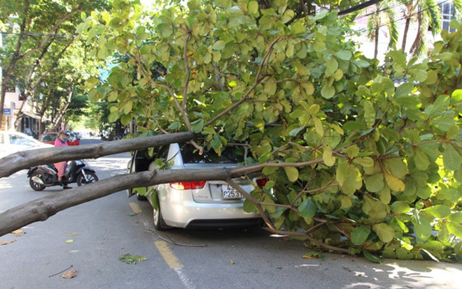 Cây xanh bất ngờ bật gốc đè trúng xế hộp đang chạy ở Đà Nẵng, tài xế tá hỏa bung cửa thoát thân Ảnh 2