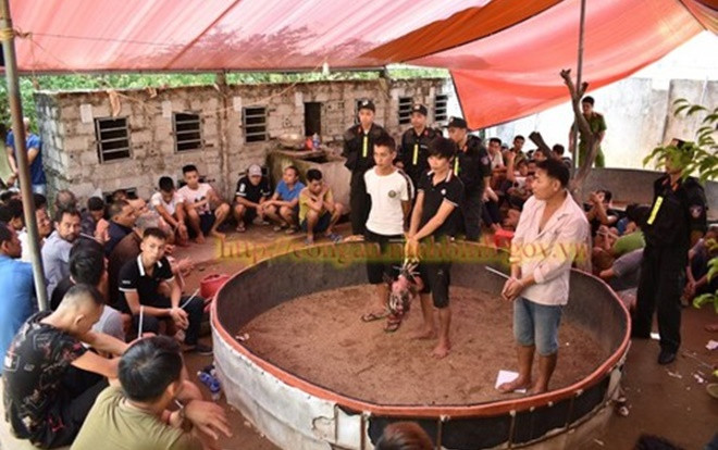 Đột kích trường gà 'khủng', bắt gần 100 người, thu hàng chục ô tô và xe máy Ảnh 2