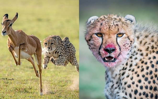 Con báo rượt đuổi và xé xác linh dương 'nhanh như chớp' Ảnh 2