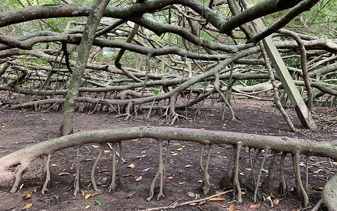 Kỳ lạ giàn Gừa khổng lồ trăm tuổi ở miền Tây sông nước Ảnh 2