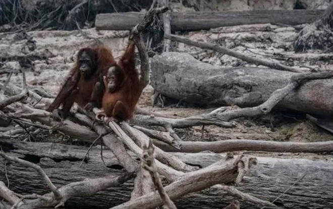 Sự thật đẫm nước mắt sau hình ảnh những con đười ươi trơ trọi giữa cánh rừng cháy Ảnh 2