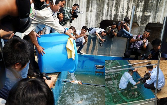 Thêm 3 con cá Koi tiếp tục lăn ra chết sau khi thả ở bể xử lý nước sông Tô Lịch Ảnh 2