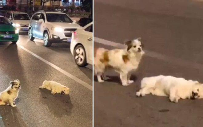Chó trung thành đứng suốt 3 tiếng bên đường bảo vệ bạn bị xe tông chết  Ảnh 2