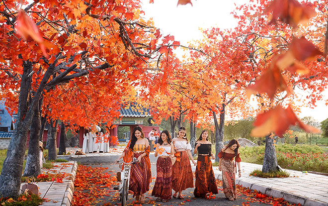 Bạn trẻ đua nhau tạo dáng ở con đường ngập tràn phong lá đỏ đẹp như phim Hàn Quốc ở Hà Nội Ảnh 2