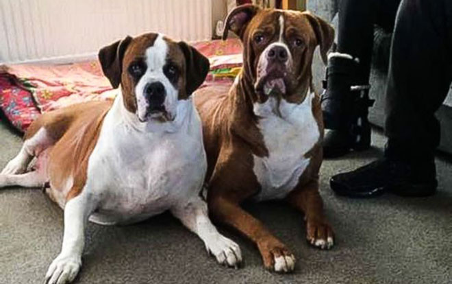 Nghe thấy tiếng thét trong nhà người phụ nữ nuôi chó, hàng xóm hốt hoảng chạy sang phát hiện cảnh tượng kinh hoàng Ảnh 2