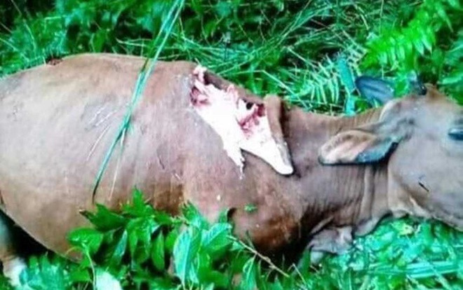 Xuất hiện thú dữ tấn công ăn thịt nhiều gia súc ở Hòa Bình khiến người dân lo lắng  Ảnh 2