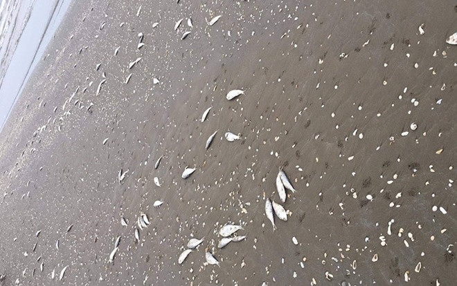 Phát hiện lưới dã cào bị đứt, hé lộ nguyên nhân hàng tấn cá chết nổi dọc biển Hà Tĩnh Ảnh 2