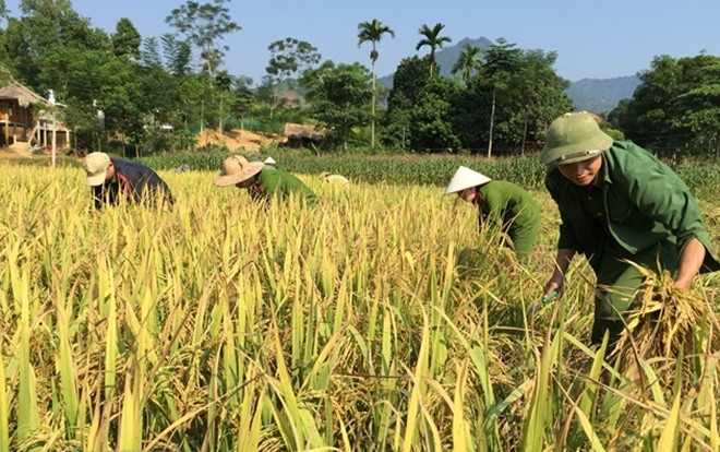 50 sỹ quan Công an Yên Bái 'mướt' mồ hôi gặt lúa giúp nông dân Ảnh 2