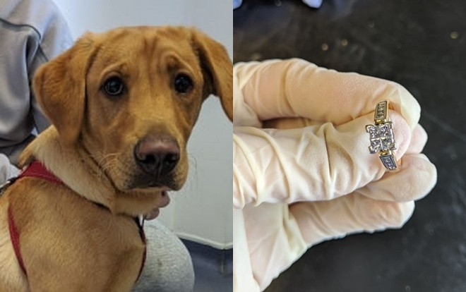 Nuốt nhẫn đính hôn của chủ, chú chó buộc phải tới bác sĩ để lấy ra nhưng phát hiện này còn sốc hơn Ảnh 2
