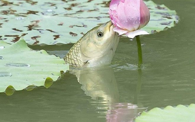 Ấn tượng khoảnh khắc cá chép nhảy lên mặt nước ăn hoa sen Ảnh 2