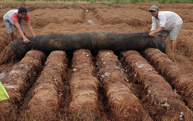 Không đốt rơm rạ, nông dân miền Tây hái ra tiền từ mớ rơm khô thế nào? Ảnh 2